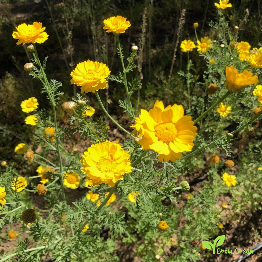 20 seeds of Shungiku - GLEBIONIS CORONARIA - Chrysanthemum + Gift 5 seeds of Sunflower