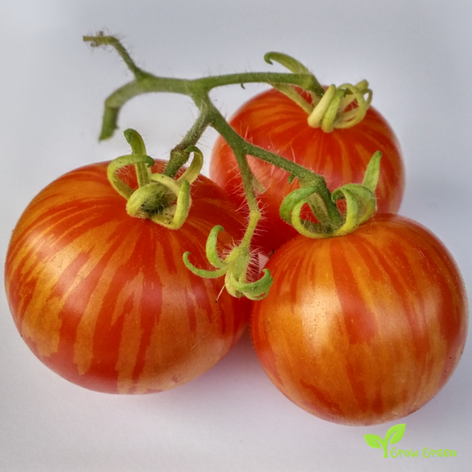 10 seeds of Tigerella Tomato - SOLANUM LYCOPERSICUM + Gift 5 seeds of Sunflower