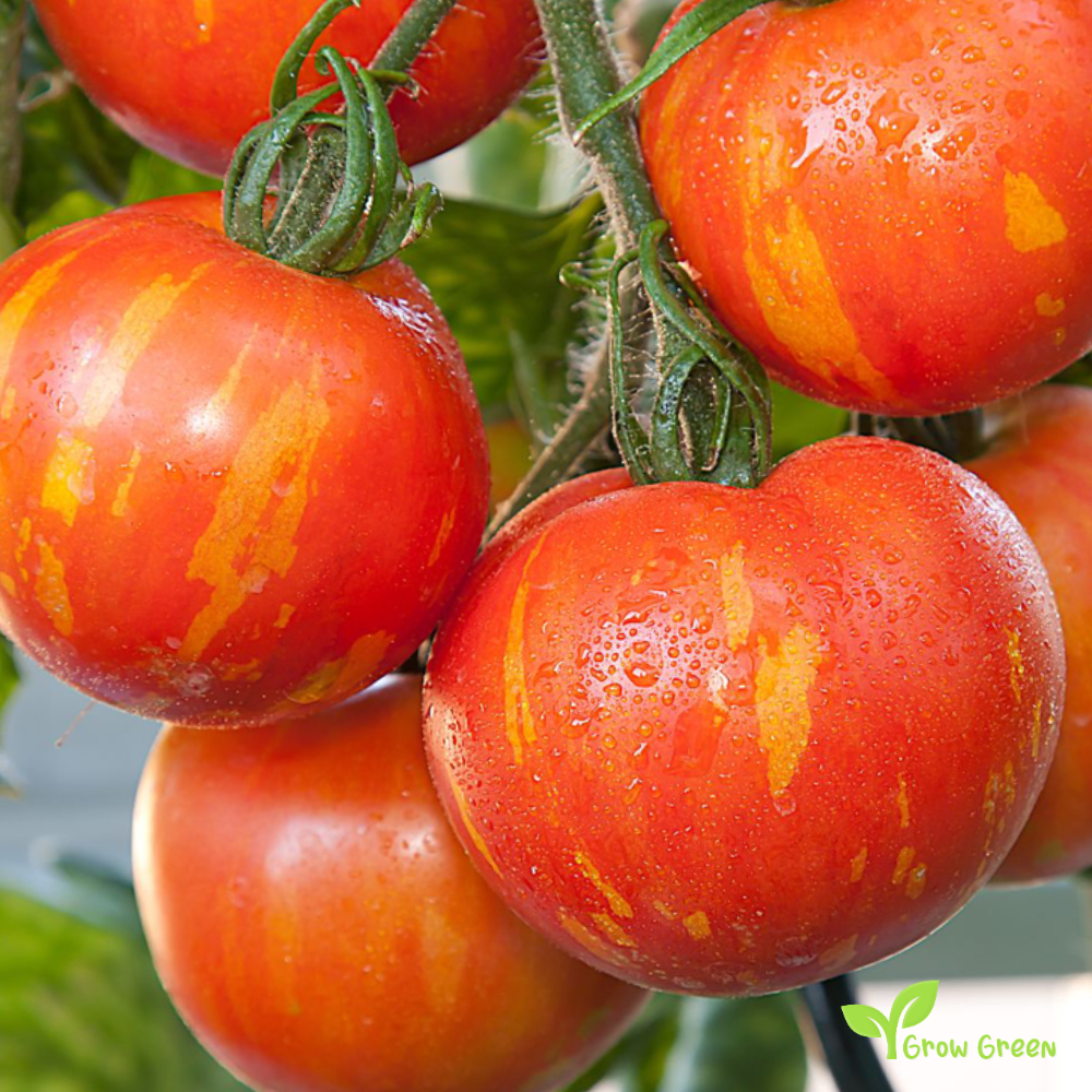 10 seeds of Tigerella Tomato - SOLANUM LYCOPERSICUM + Gift 5 seeds of Sunflower