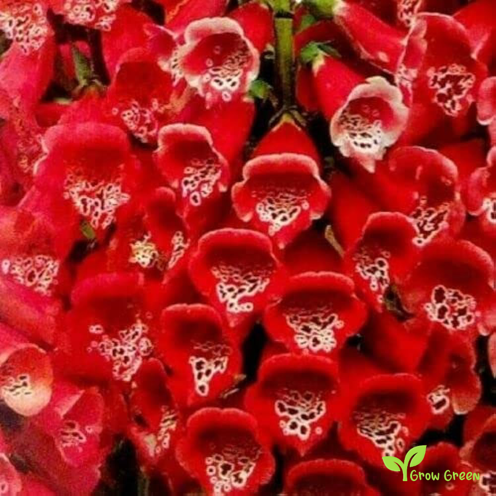 20 seeds of Red Common Foxglove - DIGITALIS PURPUREA + Gift 5 seeds of Sunflower