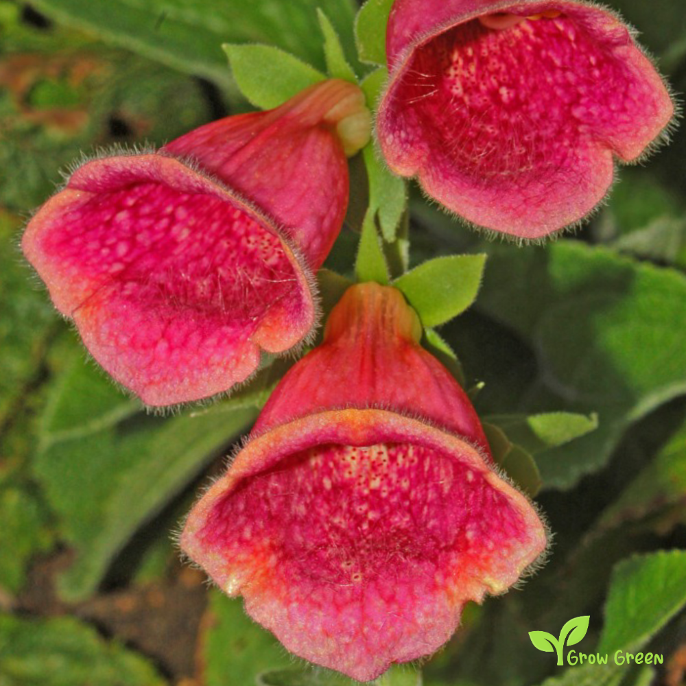 20 seeds of Red Common Foxglove - DIGITALIS PURPUREA + Gift 5 seeds of Sunflower