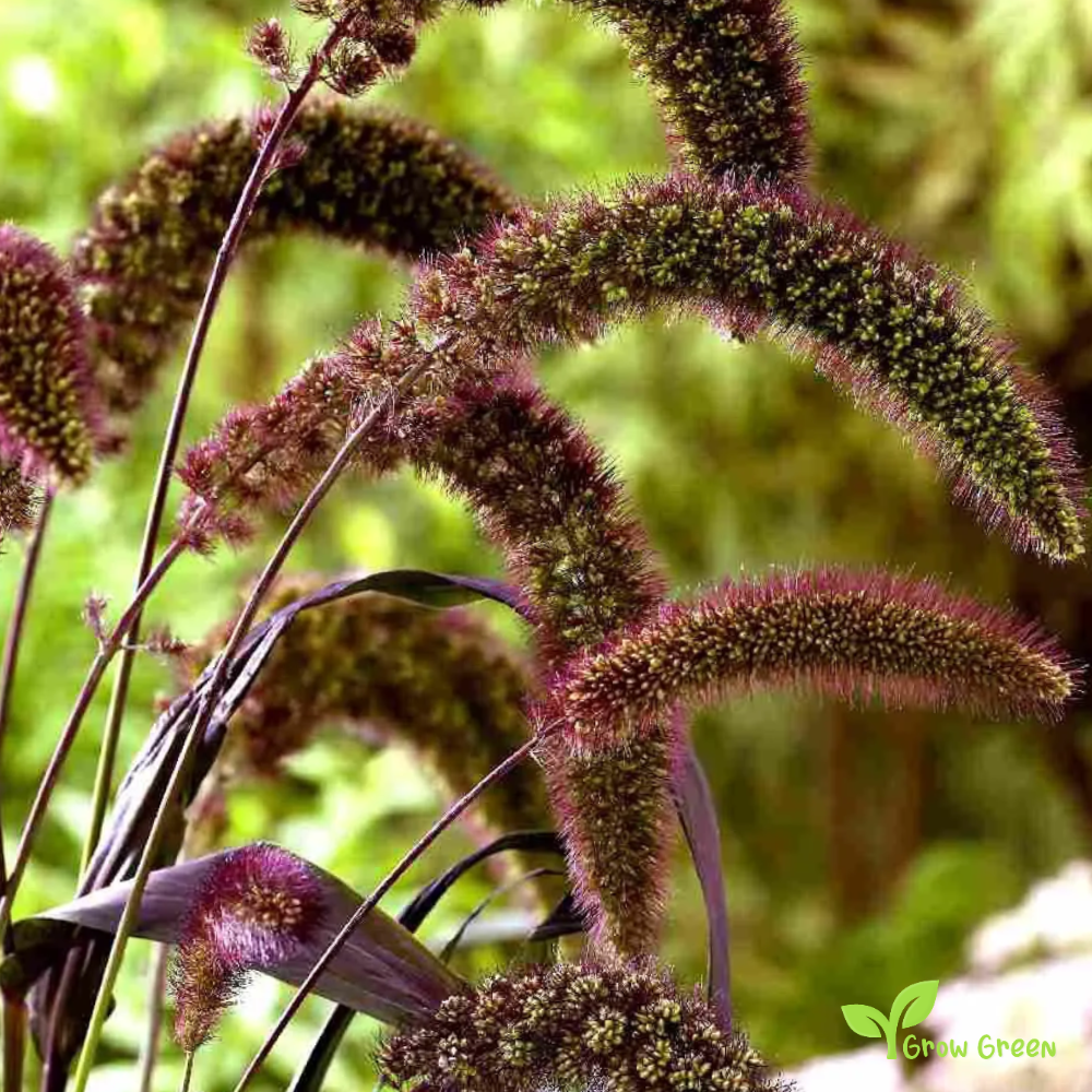 20 seeds of Foxtail Millet Red - SETARIA ITALICA + Gift 5 seeds of Sunflower