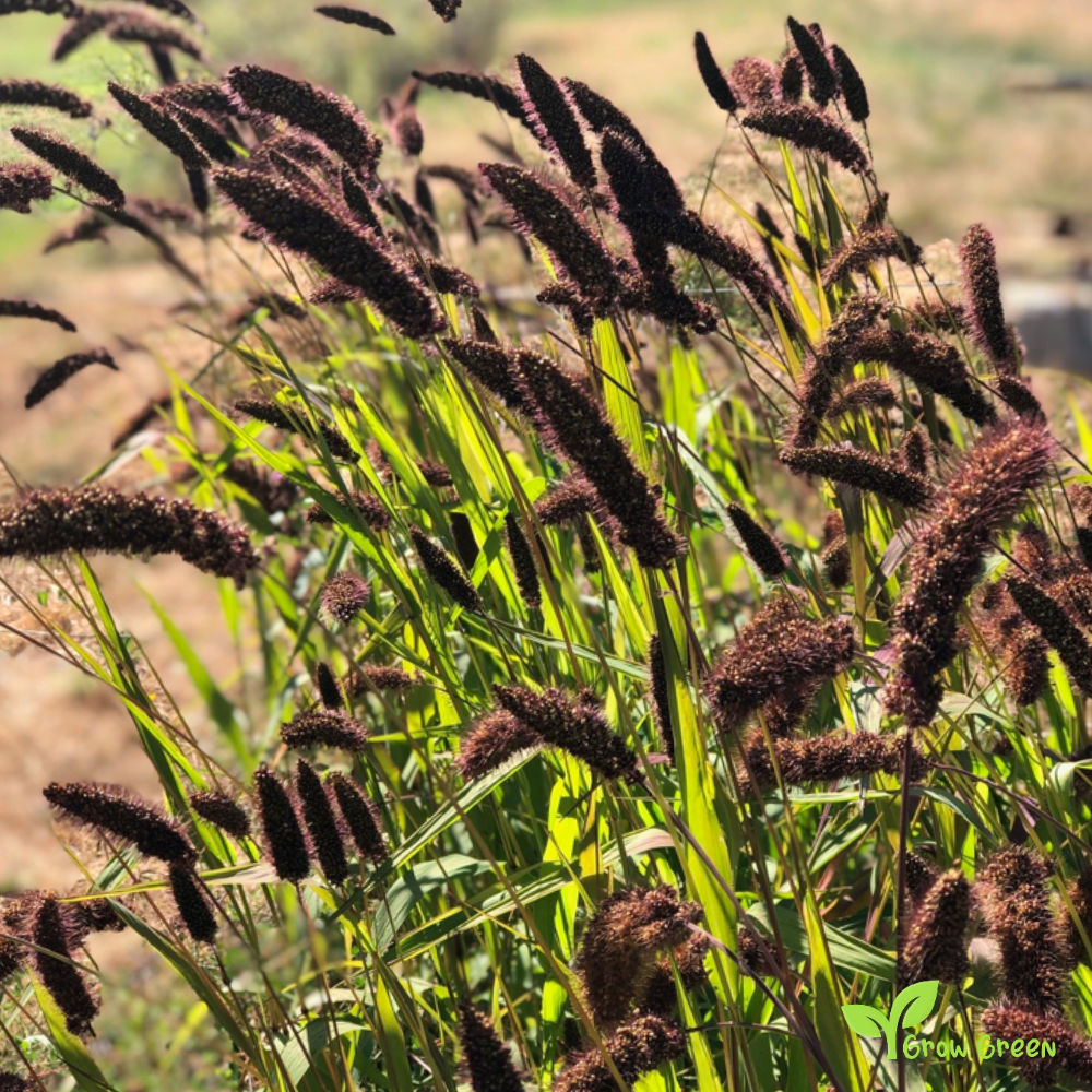 20 seeds of Foxtail Millet Red - SETARIA ITALICA + Gift 5 seeds of Sunflower