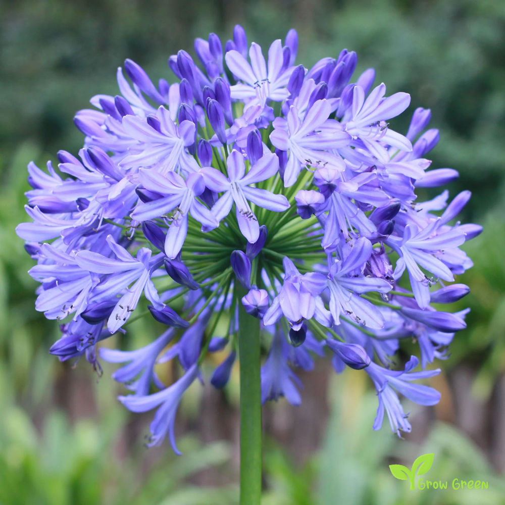 10 seeds of Lily of the Nile - AGAPANTHUS - African Lily + Gift 5 seeds of Sunflower