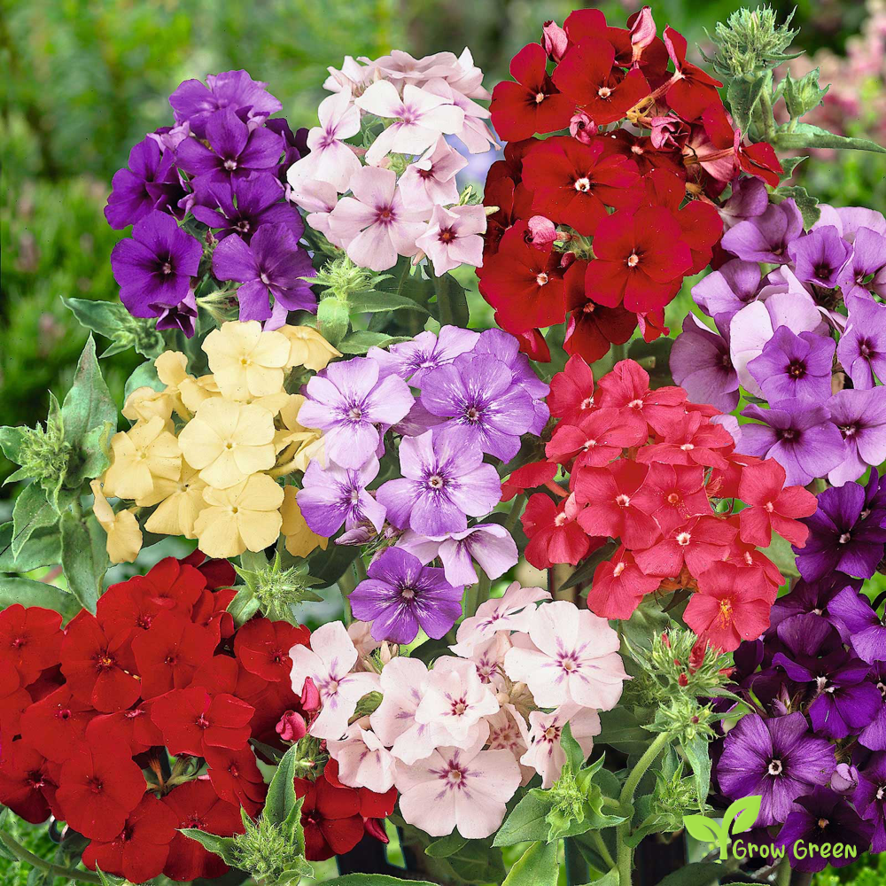 5 seeds of Annual Phlox - PHLOX DRUMMONDII + Gift 5 seeds of Sunflower
