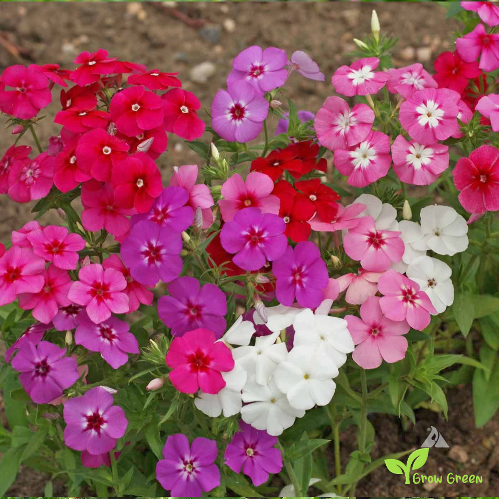 5 seeds of Annual Phlox - PHLOX DRUMMONDII + Gift 5 seeds of Sunflower