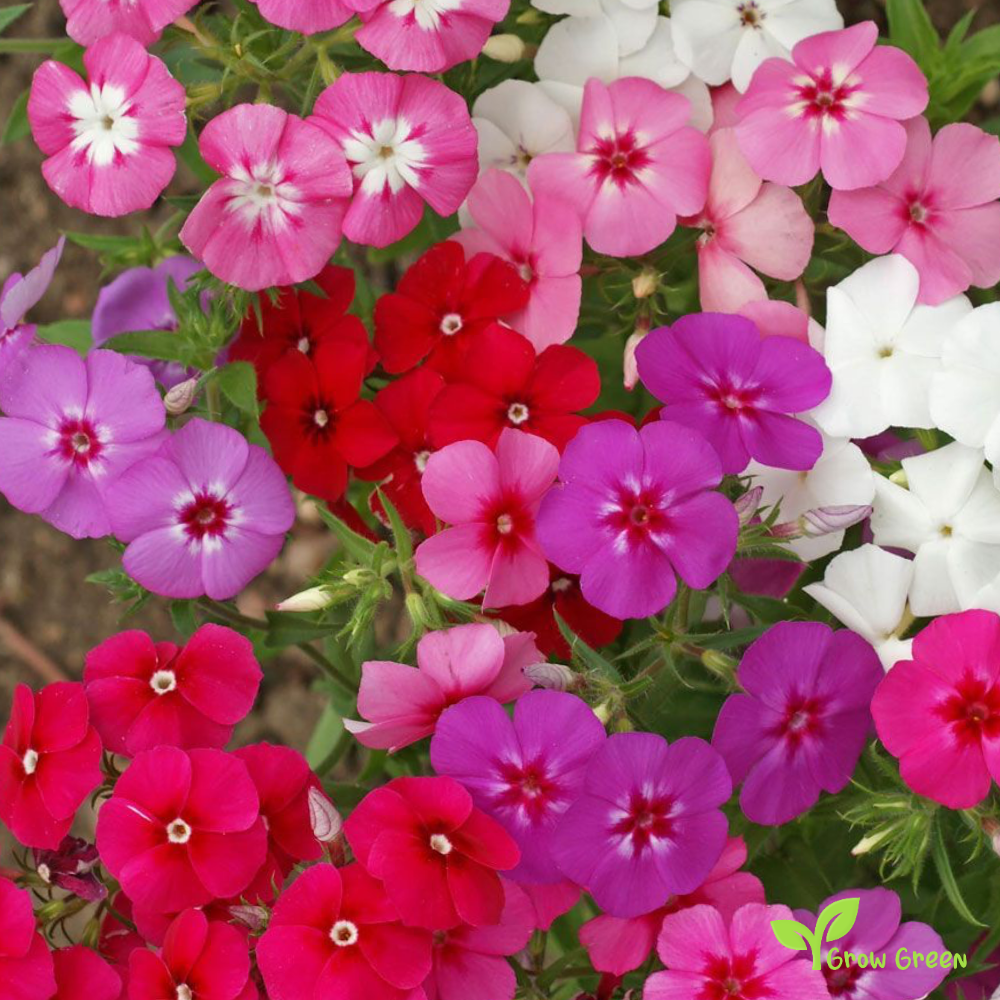 5 seeds of Annual Phlox - PHLOX DRUMMONDII + Gift 5 seeds of Sunflower