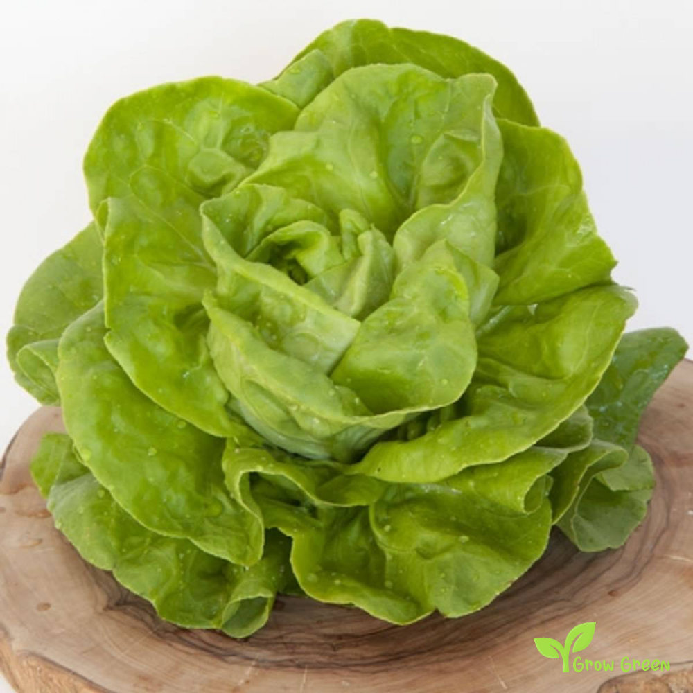 50 seeds of Lettuce Analena - LACTUCA SATIVA - Salad + Gift 5 seeds of Sunflower