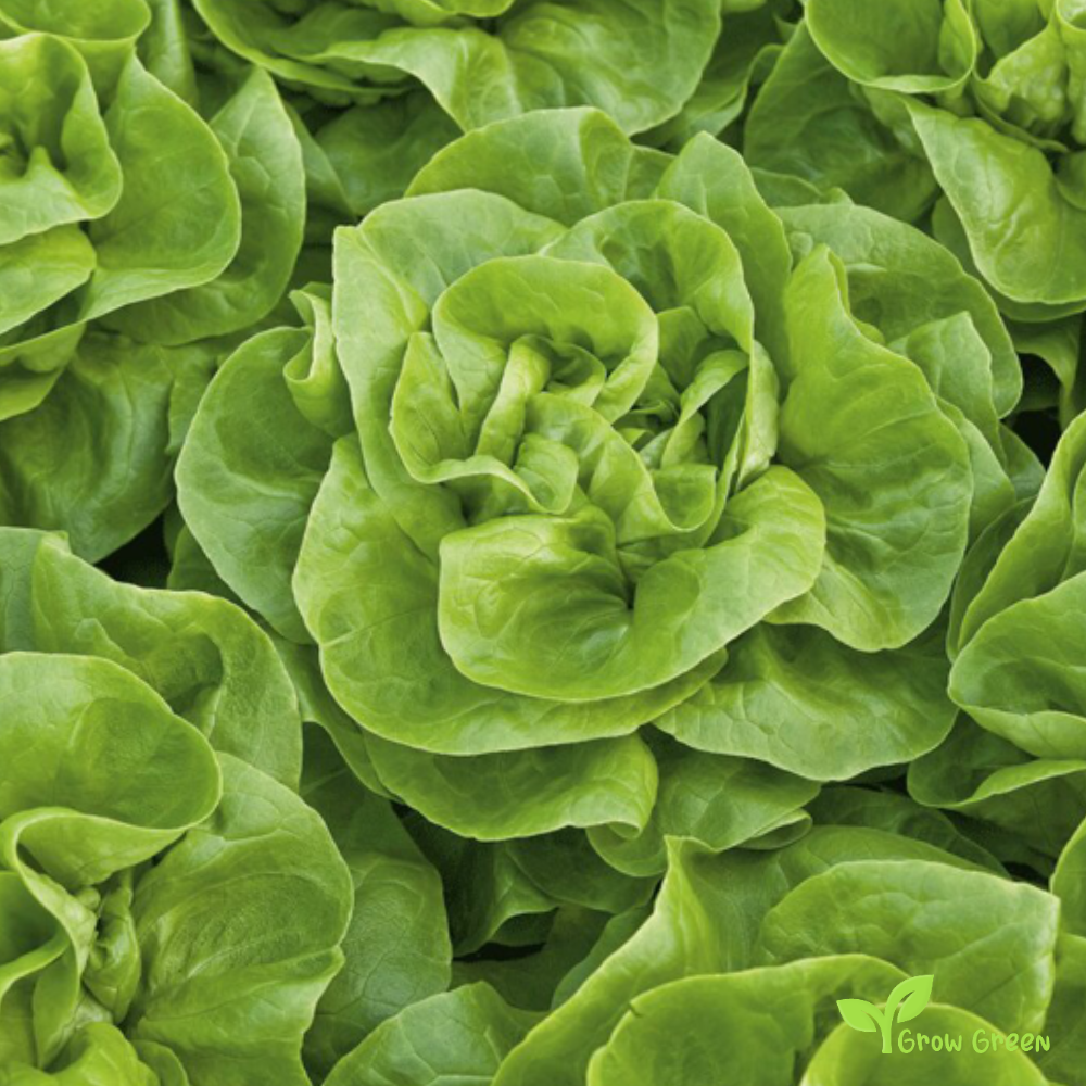 50 seeds of Lettuce Analena - LACTUCA SATIVA - Salad + Gift 5 seeds of Sunflower