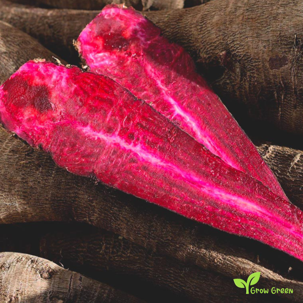 10 seeds of Beetroot Crapaudine - BETA VULGARIS + Gift 5 seeds of Sunflower