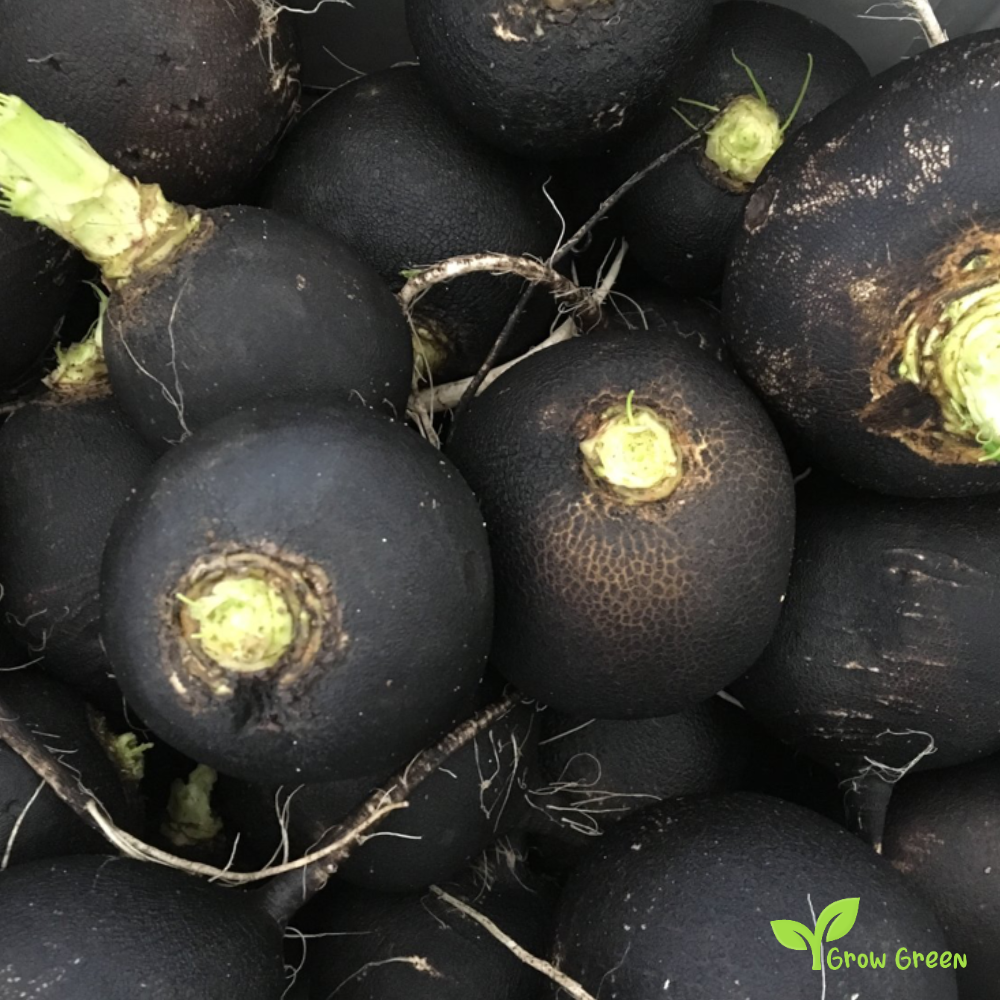 20 seeds of Black Winter Radish - RAPHANUS SATIVUS + Gift 5 seeds of Sunflower