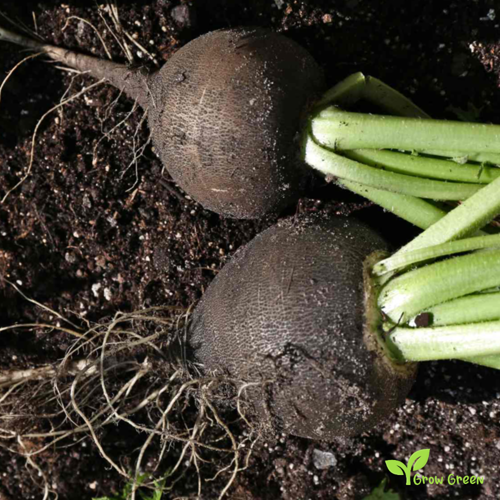 20 seeds of Black Winter Radish - RAPHANUS SATIVUS + Gift 5 seeds of Sunflower