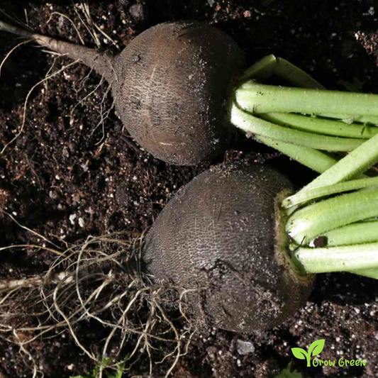 20 seeds of Black Winter Radish - RAPHANUS SATIVUS + Gift 5 seeds of Sunflower