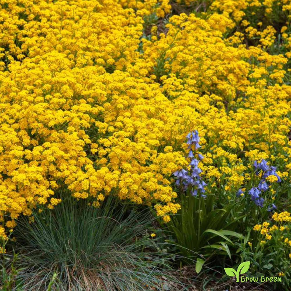 20 seeds of Yellow Sweet Alyssum - LOBULARIA MARITIMA + Gift 5 seeds of Sunflower