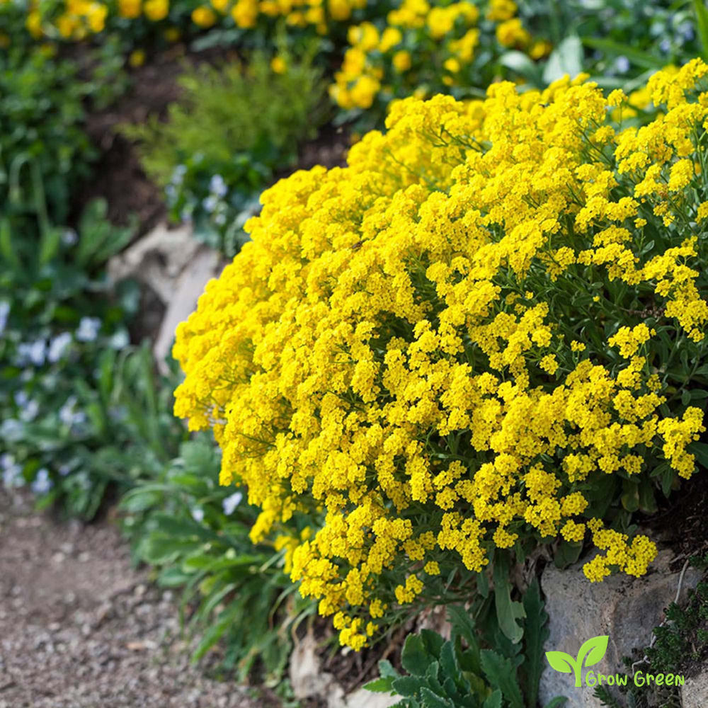 20 seeds of Yellow Sweet Alyssum - LOBULARIA MARITIMA + Gift 5 seeds of Sunflower