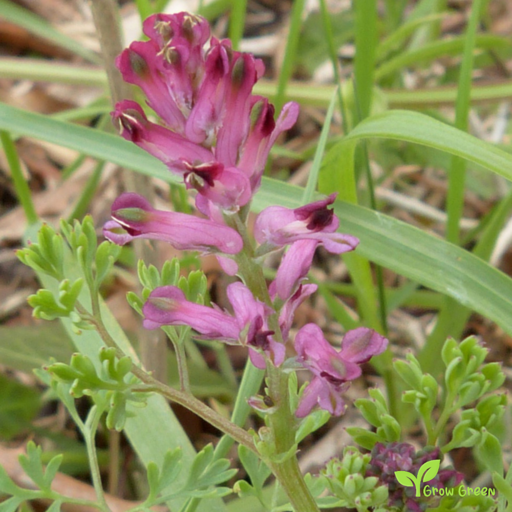 20 seeds of Common Fumitory - FUMARIA OFFICINALIS + Gift 5 seeds of Sunflower