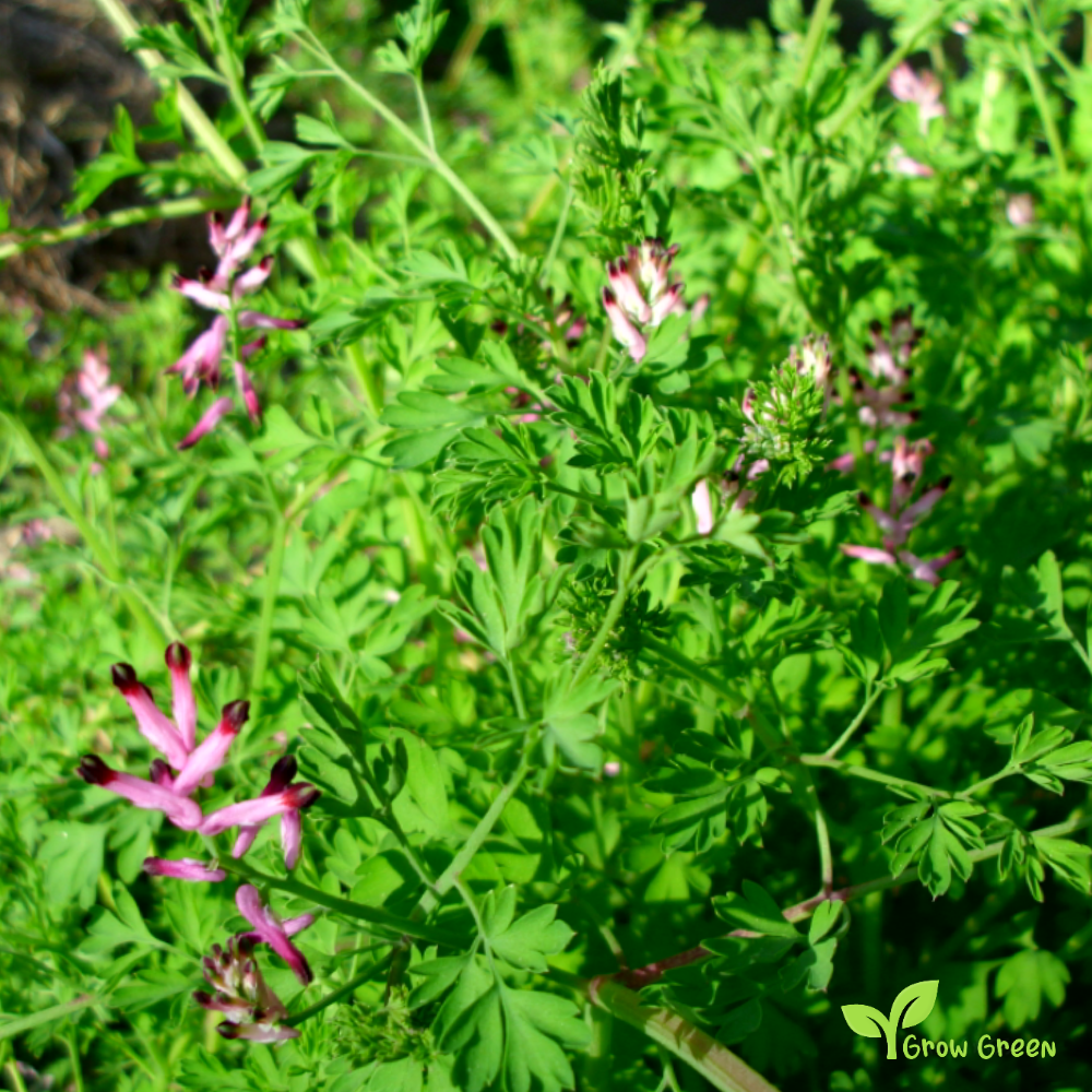 20 seeds of Common Fumitory - FUMARIA OFFICINALIS + Gift 5 seeds of Sunflower