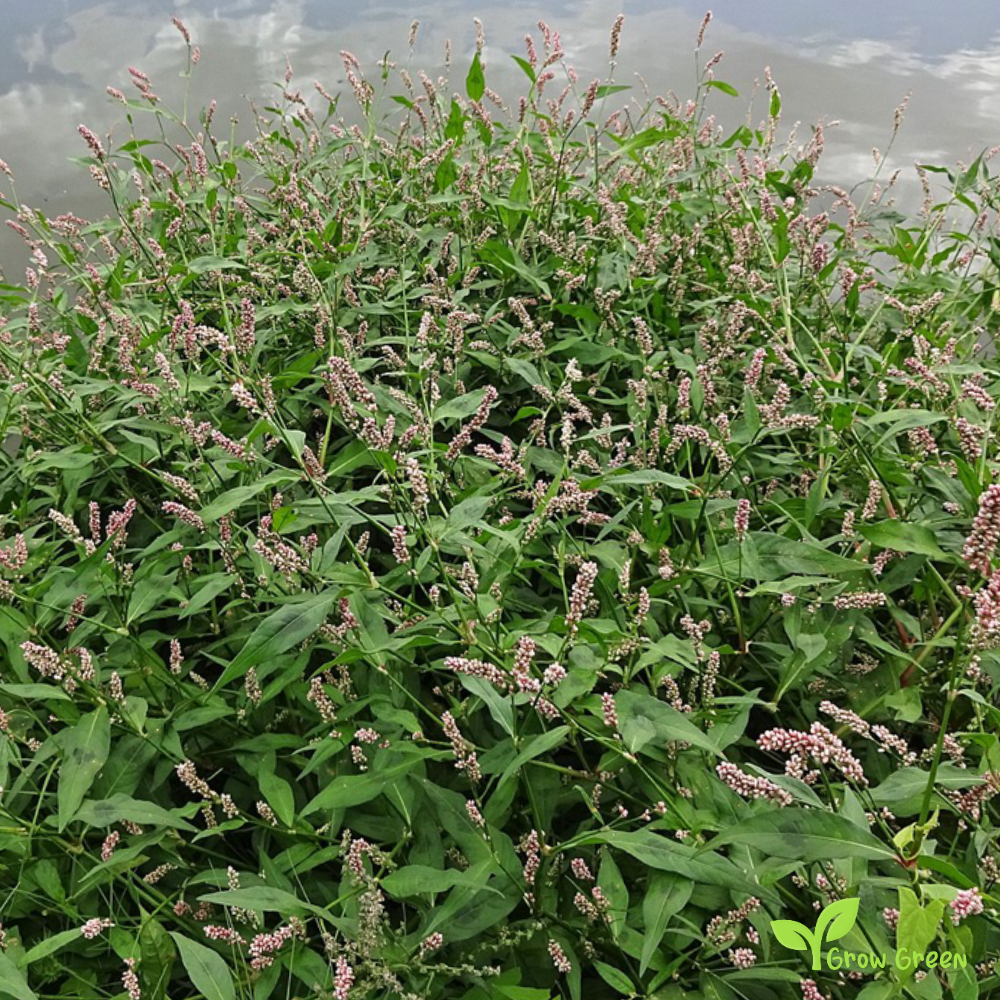 20 seeds of Lady's Thumb - PERSICARIA MACULOSA - Polygonum + Gift 5 seeds of Sunflower