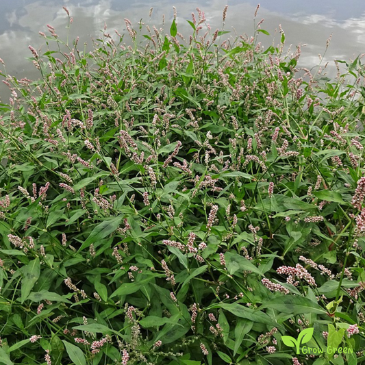 20 seeds of Lady's Thumb - PERSICARIA MACULOSA - Polygonum + Gift 5 seeds of Sunflower