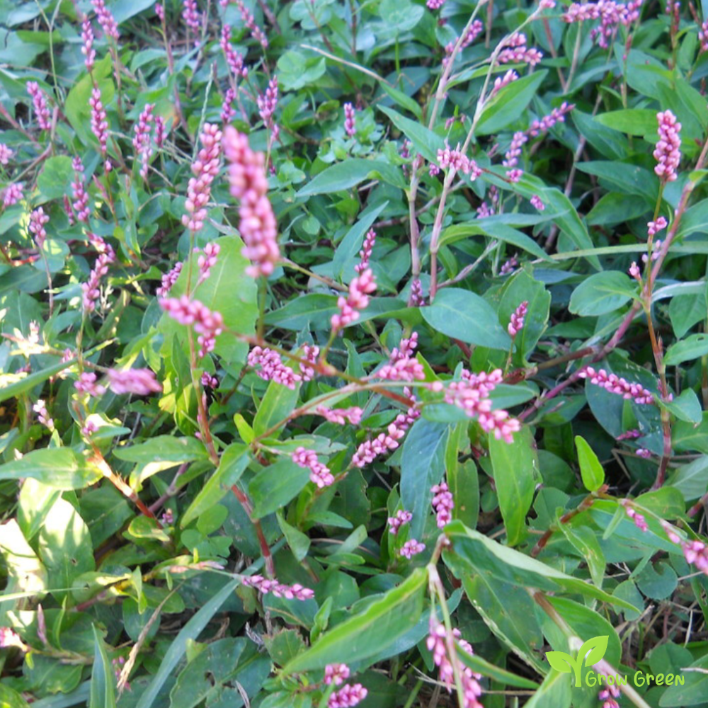 20 seeds of Lady's Thumb - PERSICARIA MACULOSA - Polygonum + Gift 5 seeds of Sunflower