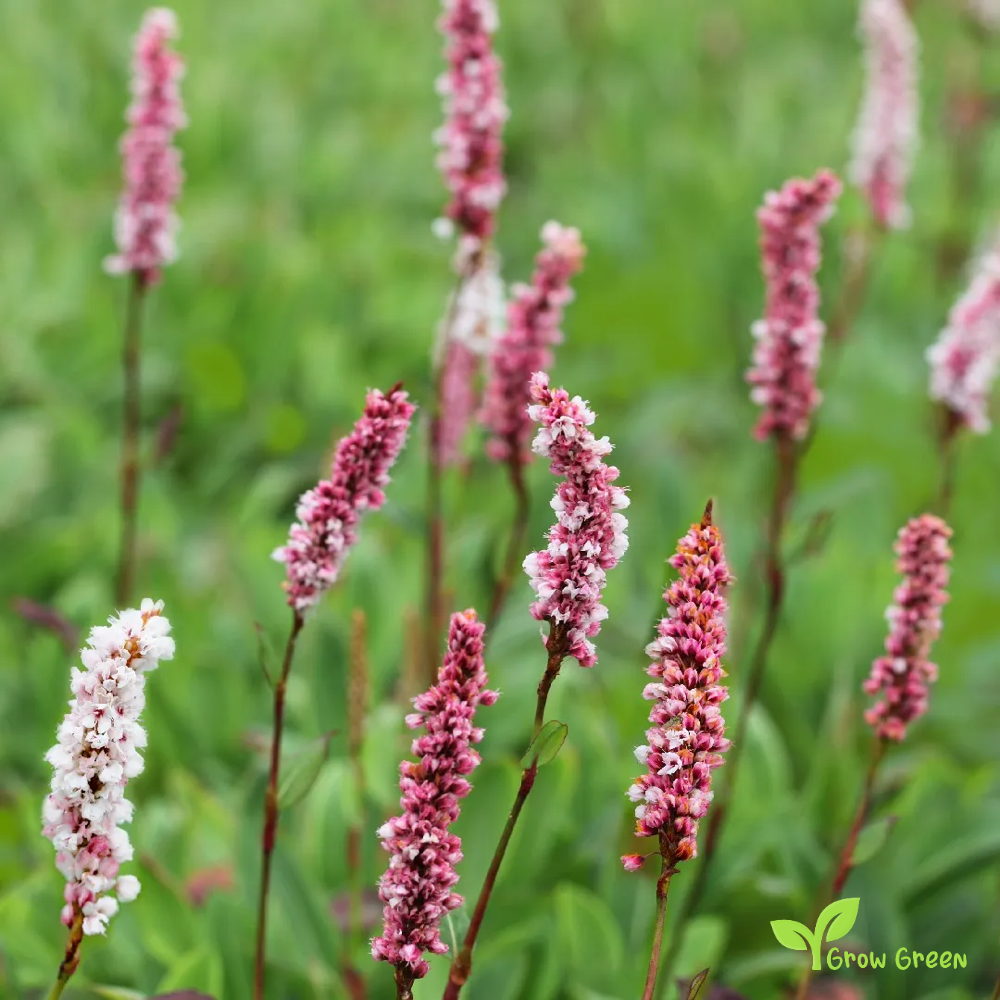 20 seeds of Lady's Thumb - PERSICARIA MACULOSA - Polygonum + Gift 5 seeds of Sunflower