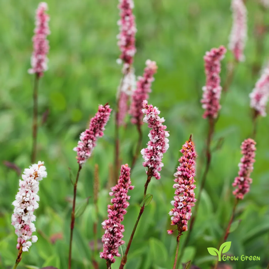20 seeds of Lady's Thumb - PERSICARIA MACULOSA - Polygonum + Gift 5 seeds of Sunflower
