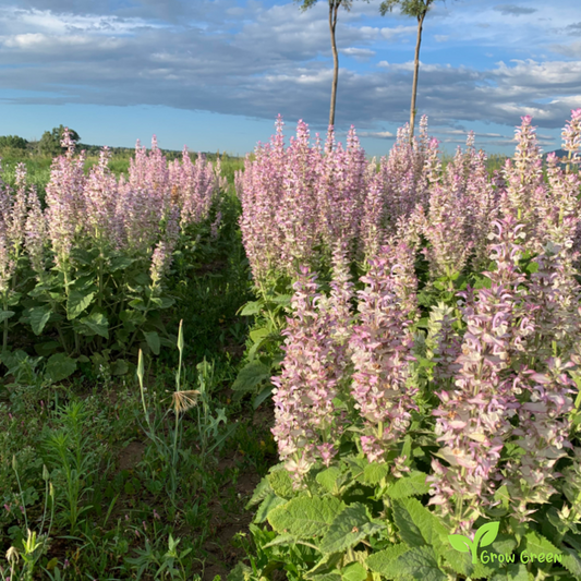 20 seeds of Clary Sage - SALVIA SCLAREA + Gift 5 seeds of Sunflower