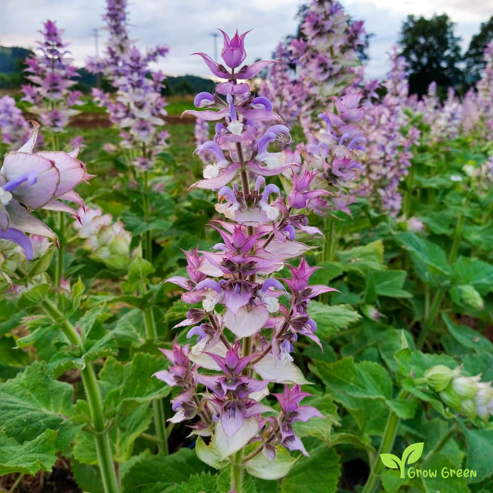 20 seeds of Clary Sage - SALVIA SCLAREA + Gift 5 seeds of Sunflower