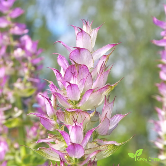 20 seeds of Clary Sage - SALVIA SCLAREA + Gift 5 seeds of Sunflower