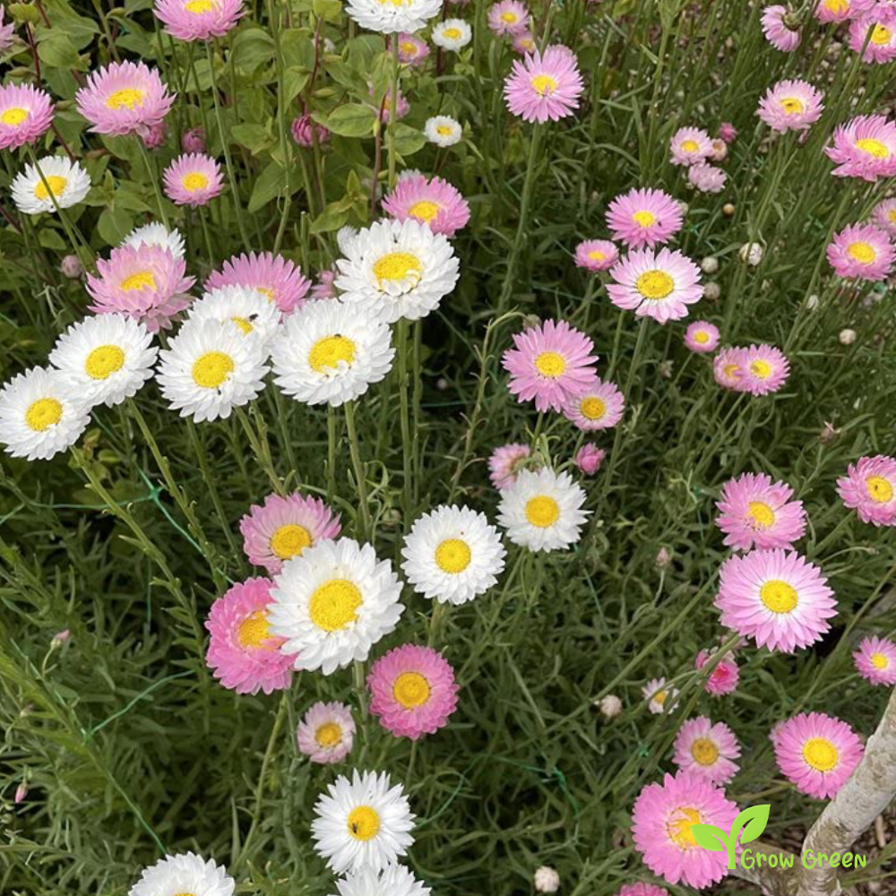 20 seeds of Acroclinium Grandiflorum - HELIPTERUM ROSEUM + Gift 5 seeds of Sunflower