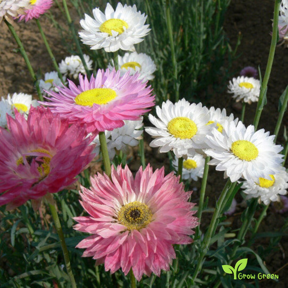 20 seeds of Acroclinium Grandiflorum - HELIPTERUM ROSEUM + Gift 5 seeds of Sunflower