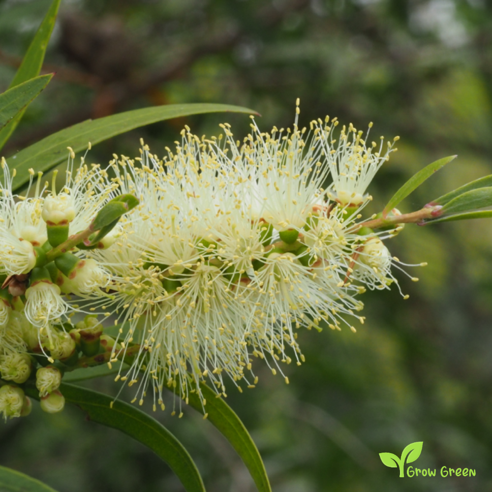 20 seeds of Willow Bottlebrush - MELALEUCA SALICINA - Callistemon + Gift 5 seeds of Sunflower