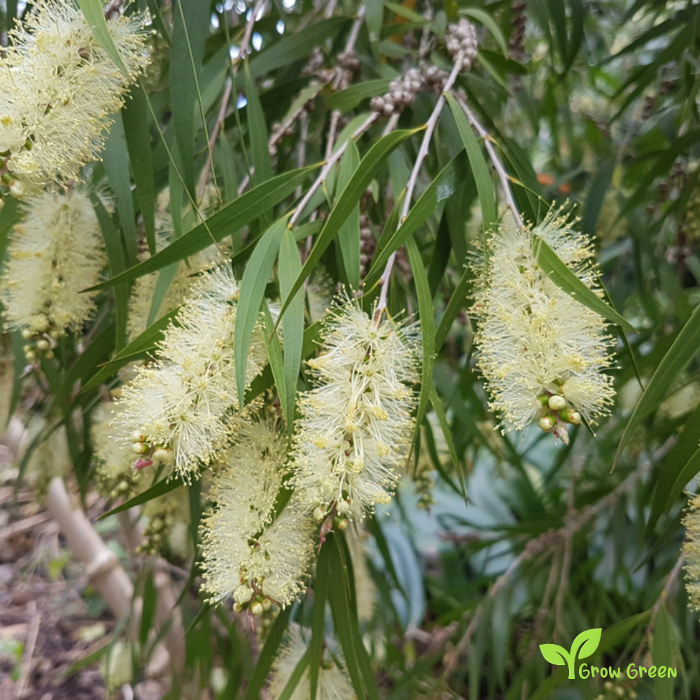20 seeds of Willow Bottlebrush - MELALEUCA SALICINA - Callistemon + Gift 5 seeds of Sunflower
