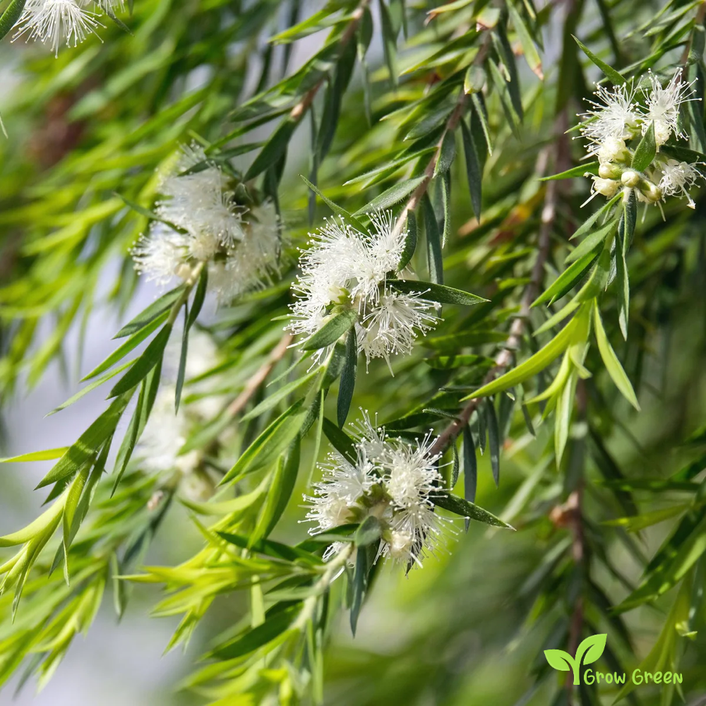 20 seeds of Willow Bottlebrush - MELALEUCA SALICINA - Callistemon + Gift 5 seeds of Sunflower