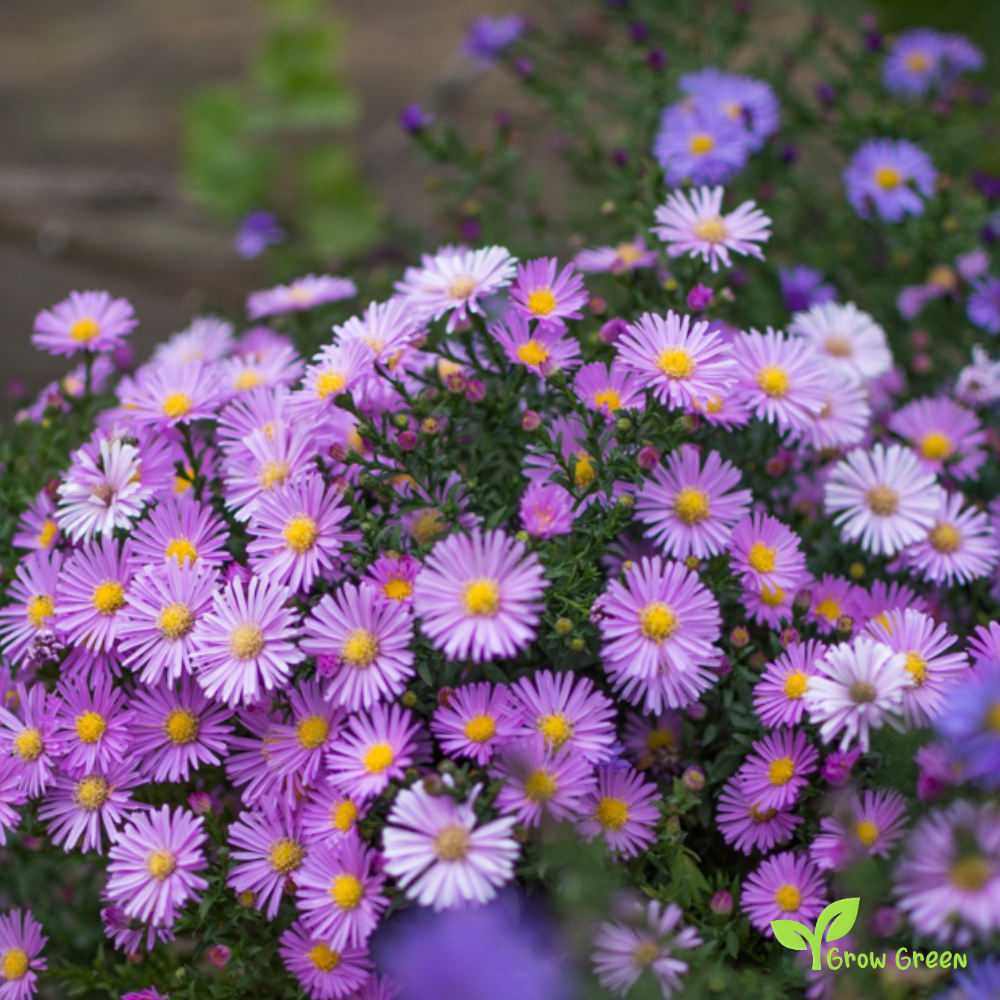 20 seeds of Aster Michaelmas - Daisy - SYMPHYOTRICHUM EURYBIA + Gift 5 seeds of Sunflower