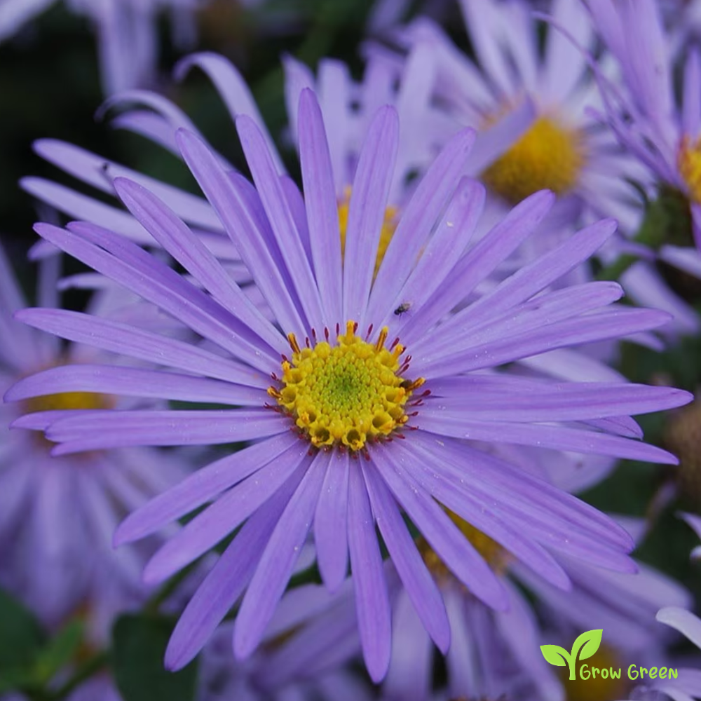 20 seeds of Aster Michaelmas - Daisy - SYMPHYOTRICHUM EURYBIA + Gift 5 seeds of Sunflower