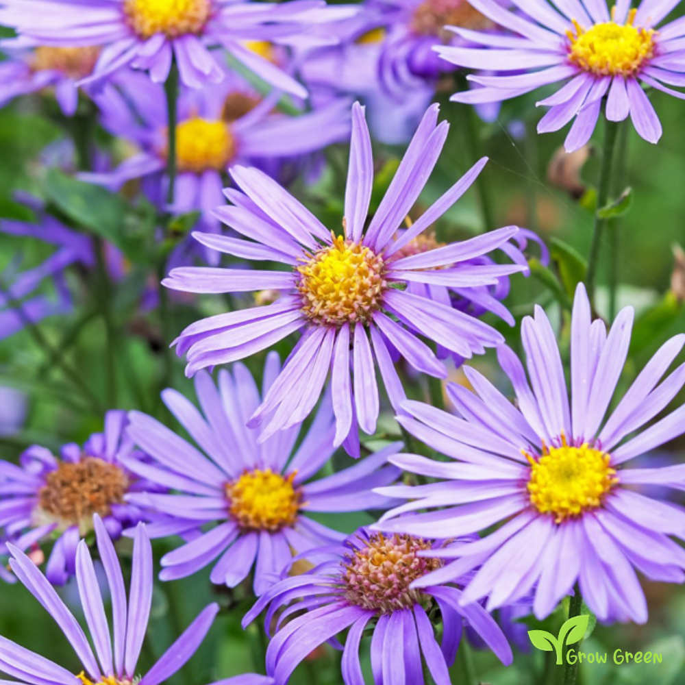 20 seeds of Aster Michaelmas - Daisy - SYMPHYOTRICHUM EURYBIA + Gift 5 seeds of Sunflower