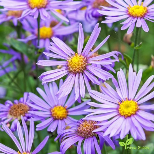 20 seeds of Aster Michaelmas - Daisy - SYMPHYOTRICHUM EURYBIA + Gift 5 seeds of Sunflower