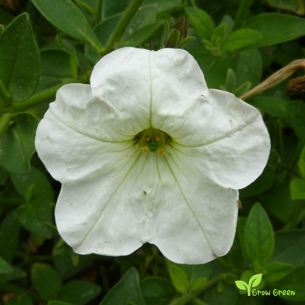 20 seeds of White Petunia - PETUNIA INTEGRIFOLIA + Gift 5 seeds of Sunflower