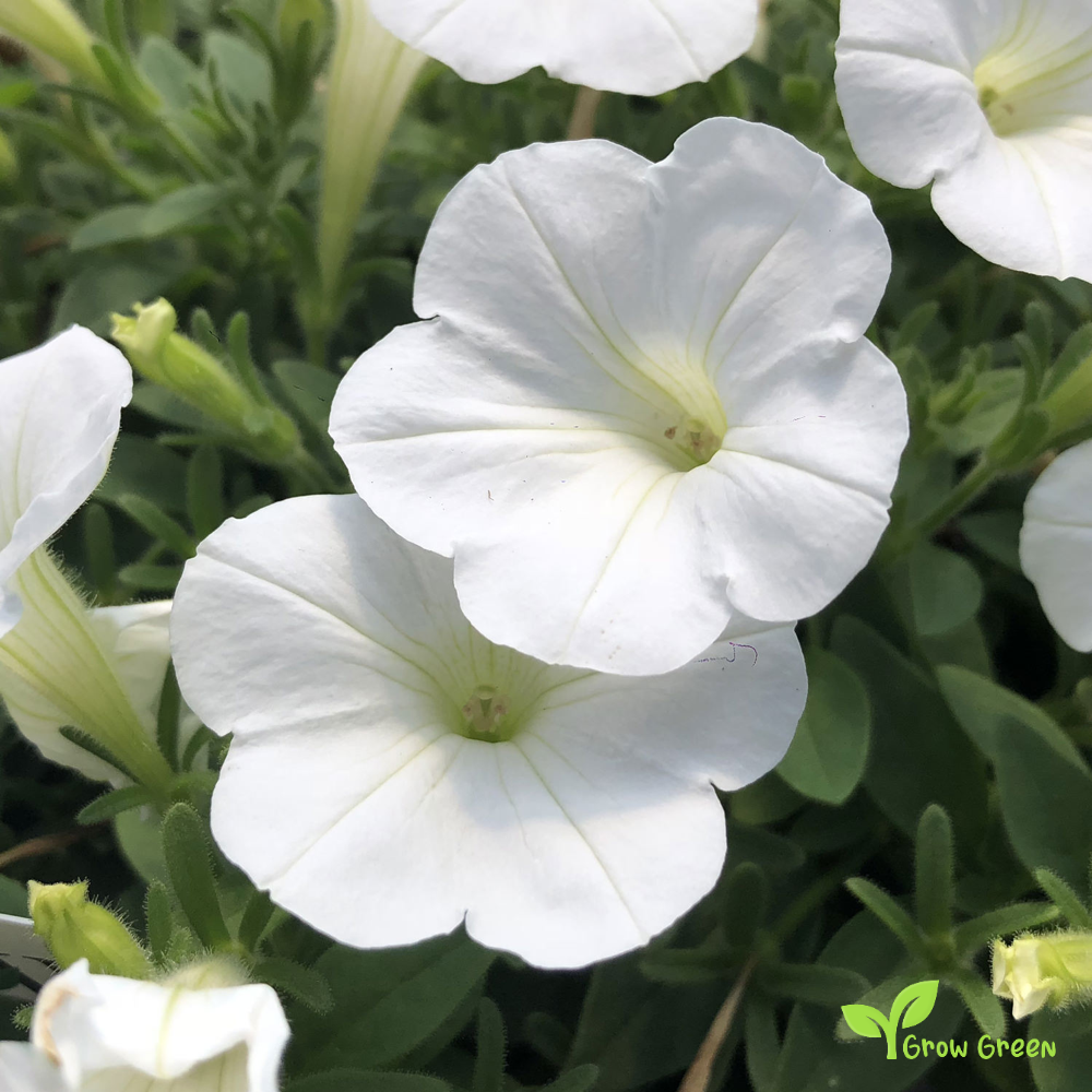20 seeds of White Petunia - PETUNIA INTEGRIFOLIA + Gift 5 seeds of Sunflower