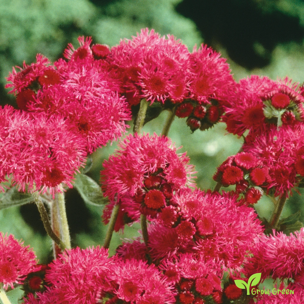 20 seeds of Red - AGERATUM HOUSTONIANUM - Flossflower + Gift 5 seeds of Sunflower