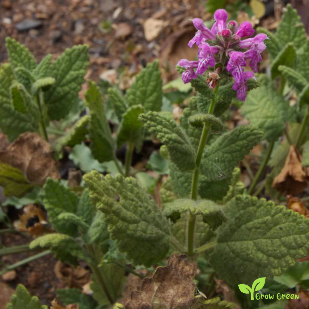 20 seeds of Common Hedgenettle - BETONICA OFFICINALIS - Betony + Gift 5 seeds of Sunflower
