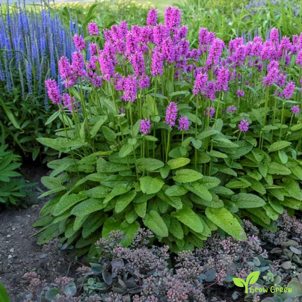 20 seeds of Common Hedgenettle - BETONICA OFFICINALIS - Betony + Gift 5 seeds of Sunflower