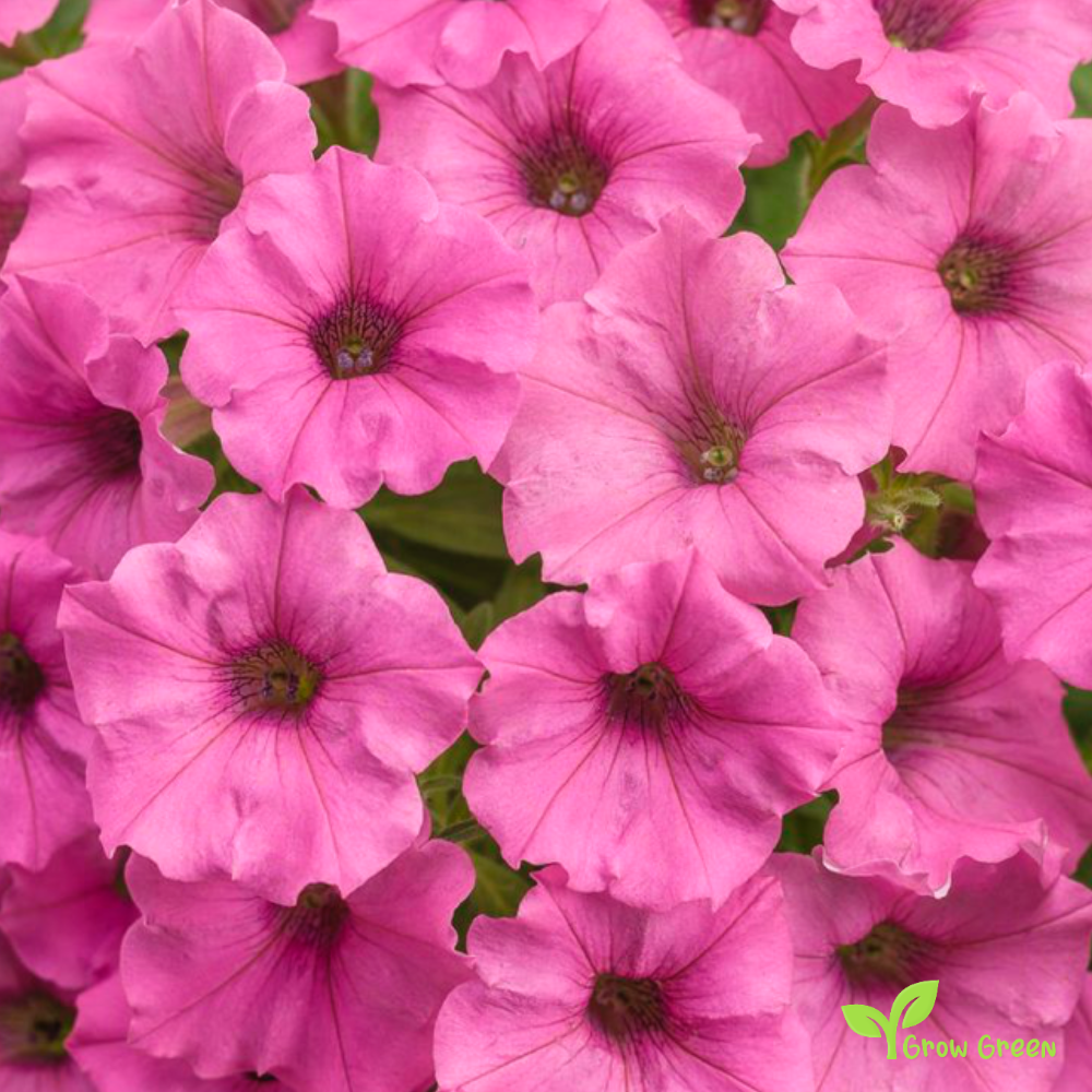 20 seeds of Pink Petunia - PETUNIA INTEGRIFOLIA + Gift 5 seeds of Sunflower