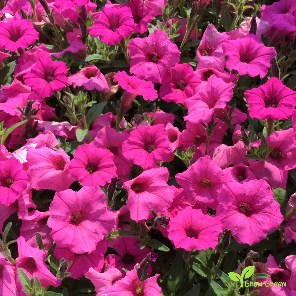 20 seeds of Pink Petunia - PETUNIA INTEGRIFOLIA + Gift 5 seeds of Sunflower