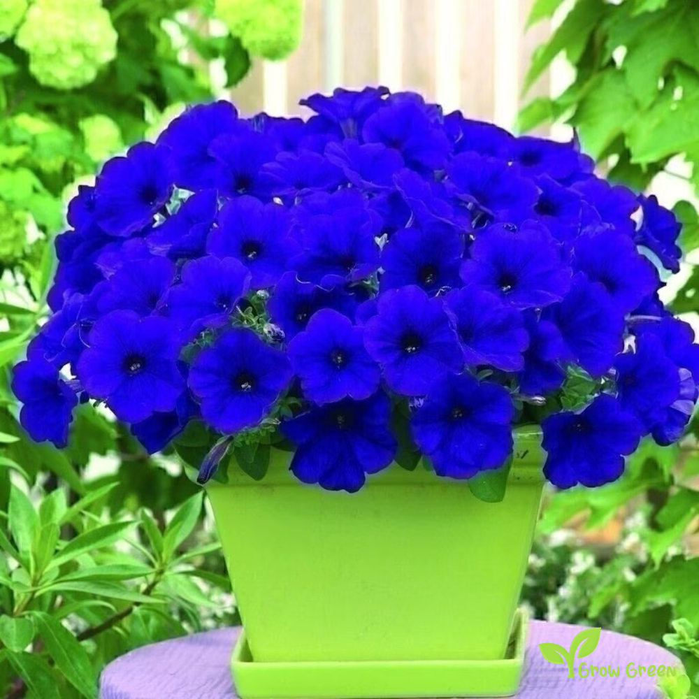20 seeds of Blue Petunia - PETUNIA INTEGRIFOLIA + Gift 5 seeds of Sunflower