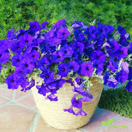 20 seeds of Blue Petunia - PETUNIA INTEGRIFOLIA + Gift 5 seeds of Sunflower