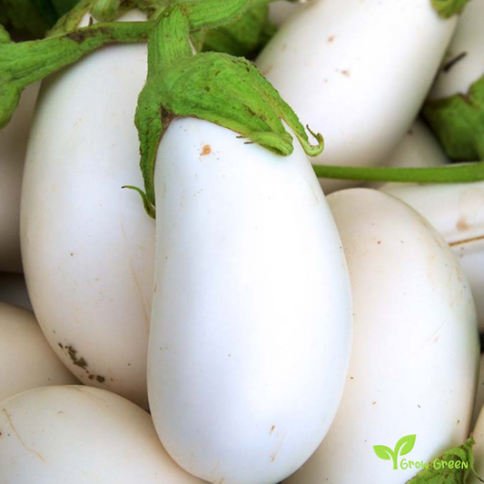 10 seeds of White Aubergine - SOLANUM MELONGENA + Gift 5 seeds of Sunflower