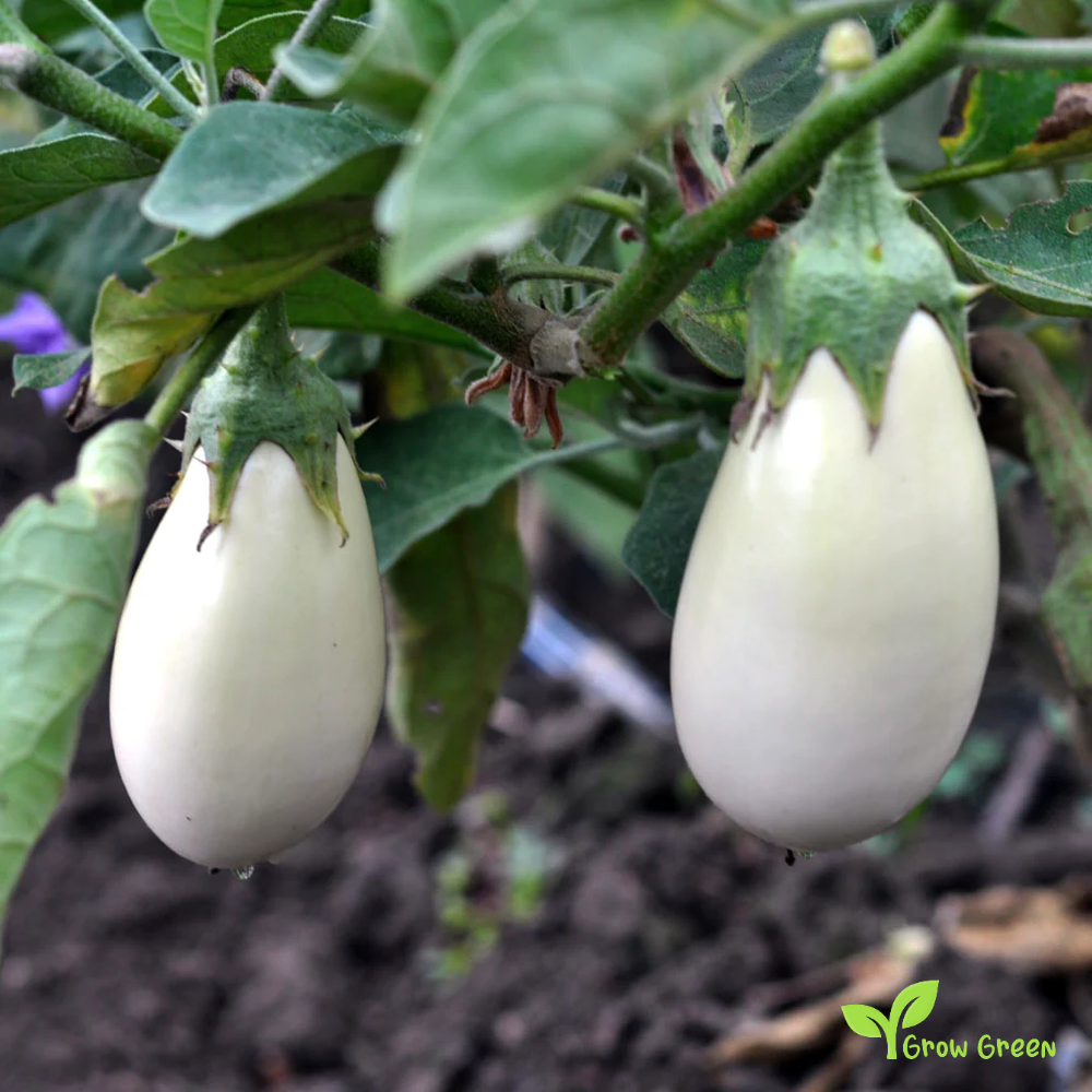 10 seeds of White Aubergine - SOLANUM MELONGENA + Gift 5 seeds of Sunflower