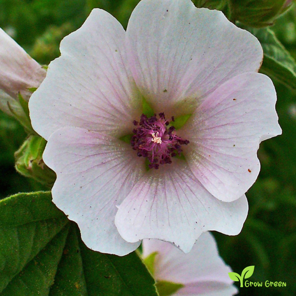 20 seeds of Marshmellow - ALTHAEA OFFICINALIS - Marsh Mellow + Gift 5 seeds of Sunflower